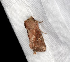 Elusa antennata