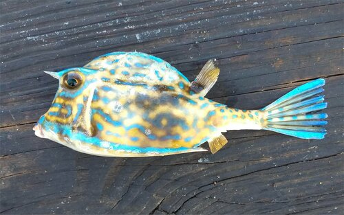 Scrawled Cowfish