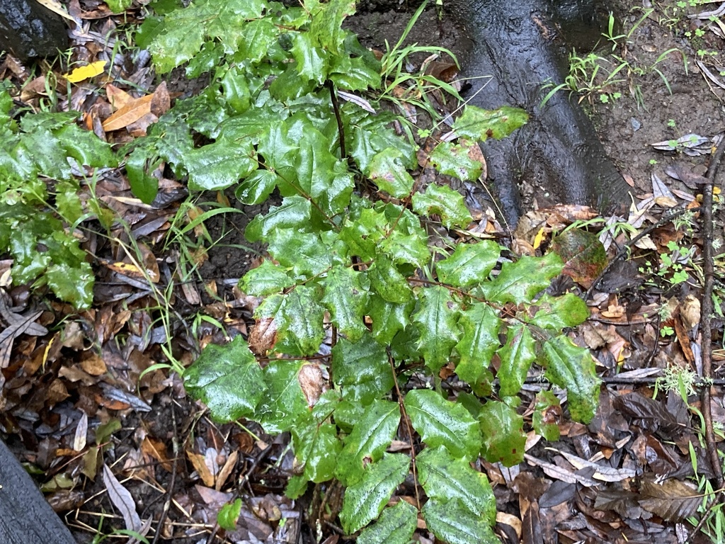 California barberry from tilden nature area el sobrante ca us on
