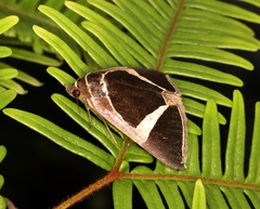 Fodina contigua