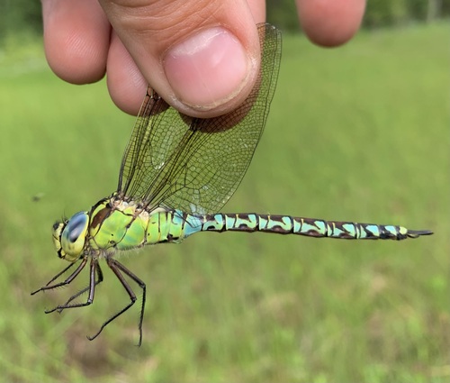 Green Hawker