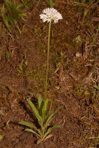 Image of Marshallia obovata by (c) Brian Finzel, some rights reserved (CC BY-SA)