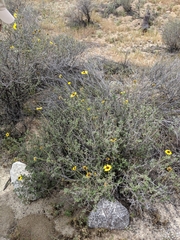 Encelia asperifolia