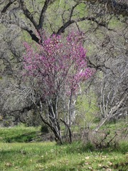 Cercis occidentalis