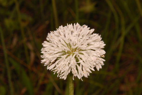 Image of Marshallia obovata by (c) Brian Finzel, some rights reserved (CC BY-SA)