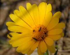 Calendula suffruticosa