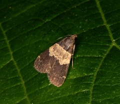 Hydrillodes nilgirialis