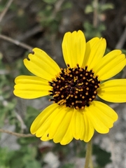 Encelia asperifolia