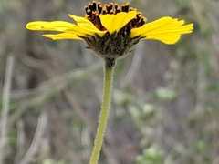 Encelia asperifolia