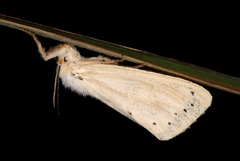 Laelia anamesa