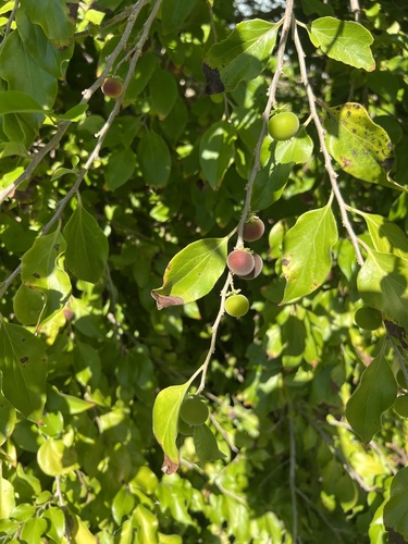 Dovyalis hebecarpa, photograph 4