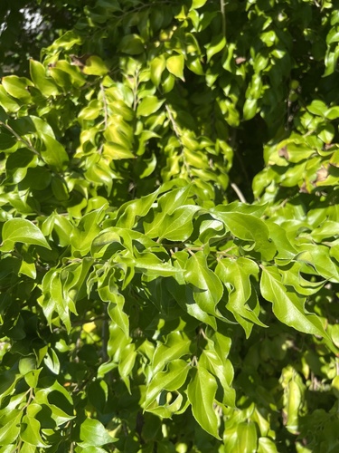 Dovyalis hebecarpa, photograph 5