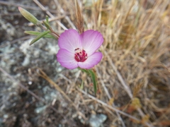 Clarkia franciscana