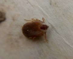 Rhipicephalus microplus