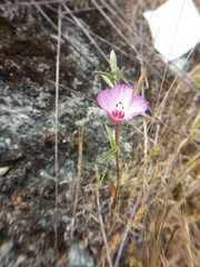 Clarkia franciscana
