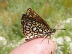 Heteropterus morpheus