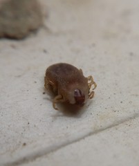 Rhipicephalus microplus