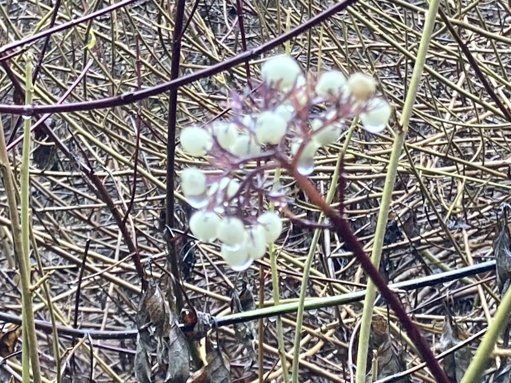 Red osier dogwood from tilden nature area kensington ca us on