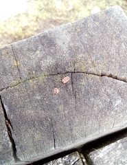 Rhipicephalus microplus