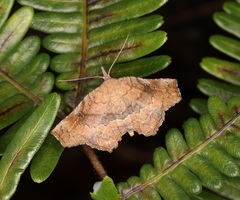 Throana pectinifer