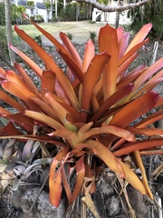 Aechmea blanchetiana