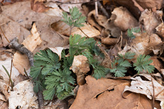 Dicentra cucullaria