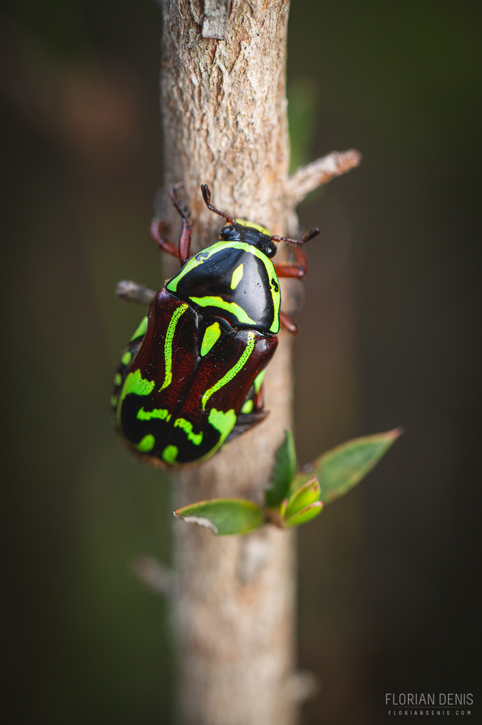 Fiddler Beetle (Wildlife of All Hallows) · iNaturalist