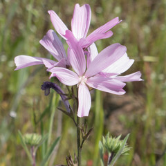 Sidalcea diploscypha