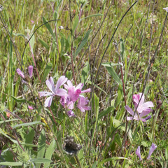 Sidalcea diploscypha