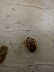 Rhipicephalus microplus