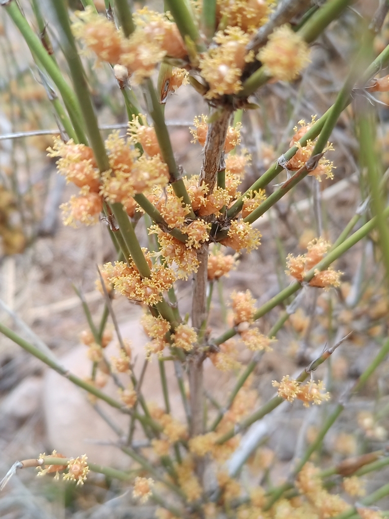 Longleaf Ephedra From 31850 Chih., México On April 16, 2022 At 12:01 Pm 