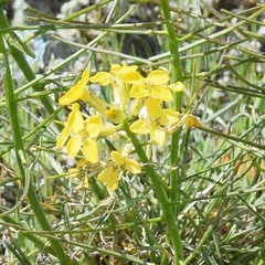 Erysimum franciscanum