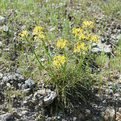 Erysimum franciscanum