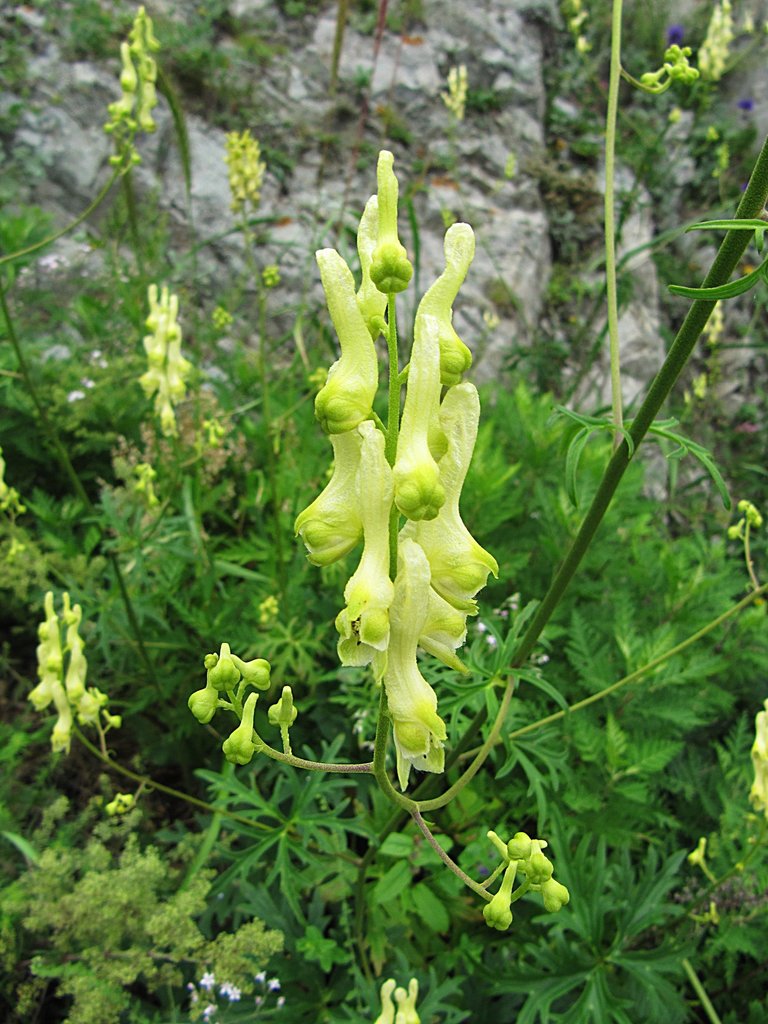 Aconitum kirinense