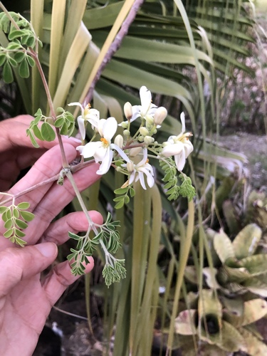 Moringa oleifera iNat (3)