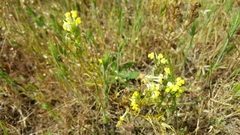 Castilleja rubicundula