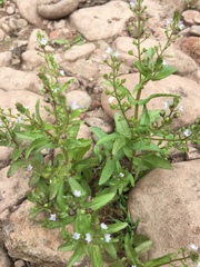 Veronica undulata