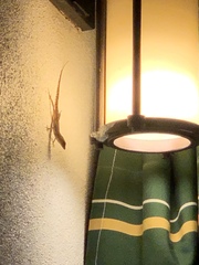 Anolis schwartzi