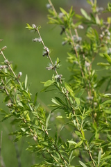 Salix integra