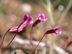 Erythranthe androsacea