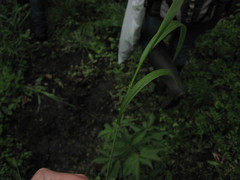Dichanthelium dichotomum