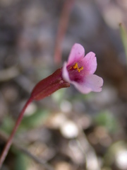 Erythranthe androsacea