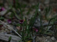 Erythranthe androsacea