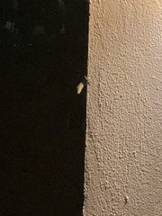 Anolis bimaculatus