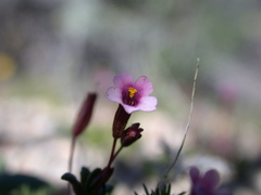 Erythranthe androsacea