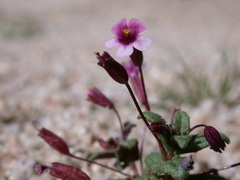 Erythranthe androsacea