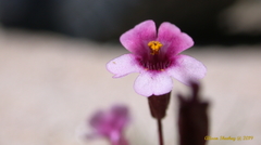 Erythranthe androsacea