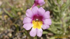 Erythranthe rhodopetra