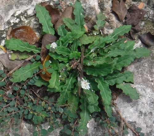 white sunbonnets (Chaptalia albicans)