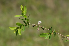 Salix integra